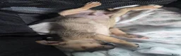 Chihuahua dogs for sale: Chihuahua pup for sale in Irvine - Advert 3