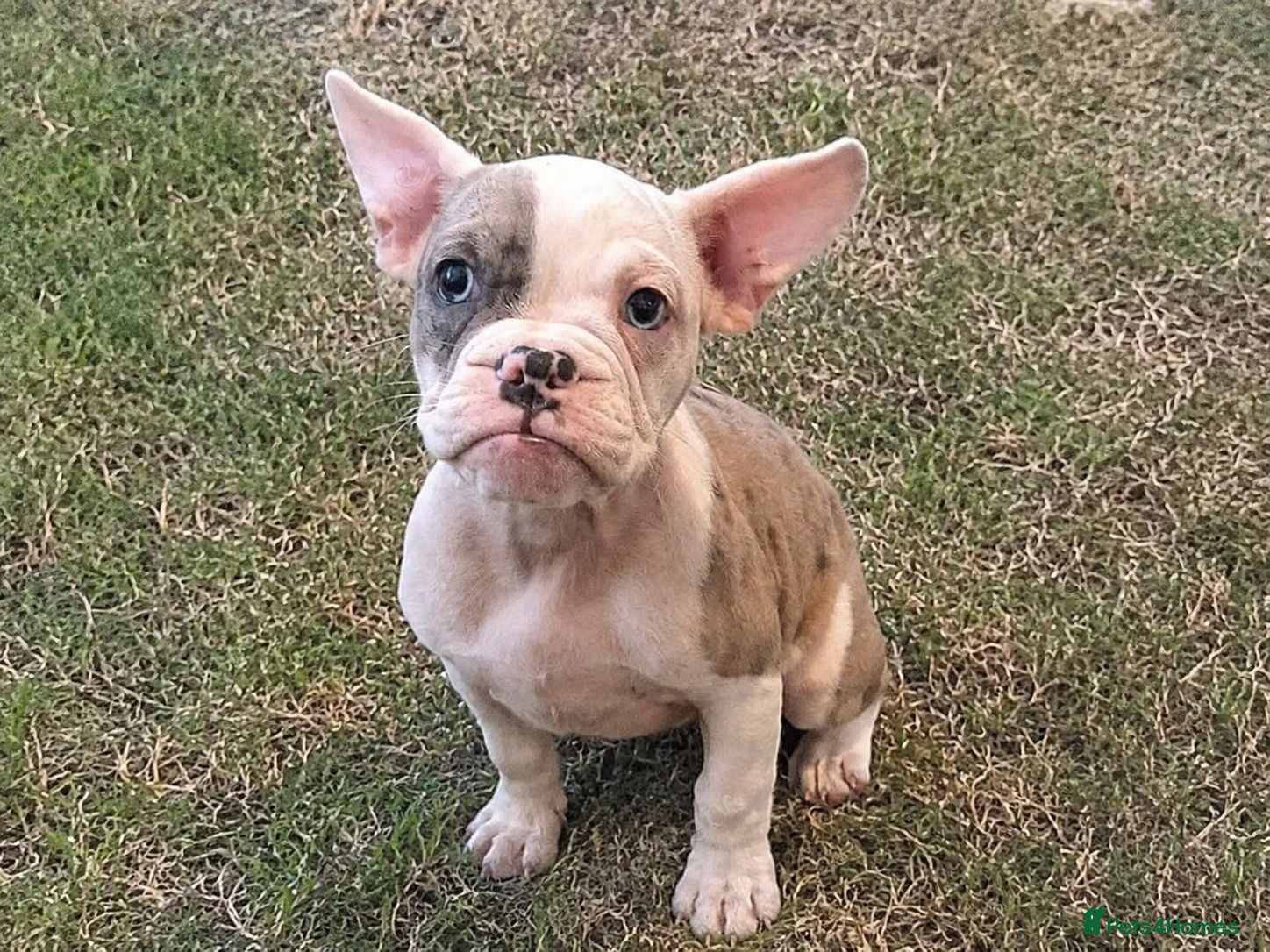 Mixed Breed dogs French Bulldog cross puppies  - Advert 1