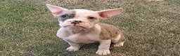 Mixed Breed dogs for sale: French Bulldog cross puppies  in London - Advert 1