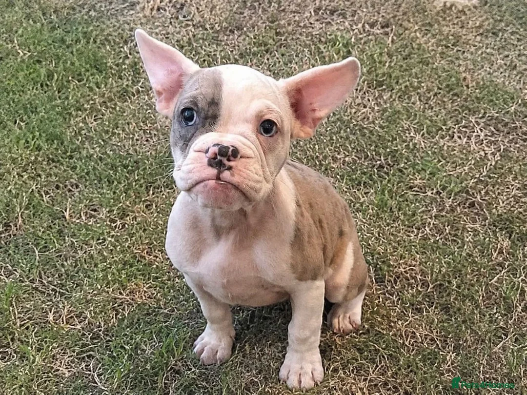 Mixed Breed dogs for sale: French Bulldog cross puppies  in London - Advert 1