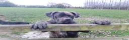 Mixed Breed dogs for sale: Saint Bernard Neapolitan x Boerboel Neapolitanbull - Advert 27