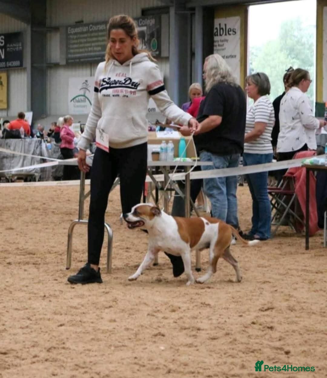Staffordshire Bull Terrier dogs KC Registered Red Pied Stud  - Advert 2