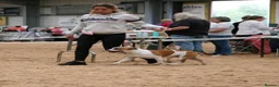 Staffordshire Bull Terrier dogs for stud: KC Registered Red Pied Stud  - Advert 2