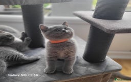 British Shorthair cats for sale: Beautifully british shorthair  kittens ready to go - Image 14
