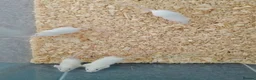 Mouse rodents for sale: Handsome baby boy mice  in Derby - Advert 2