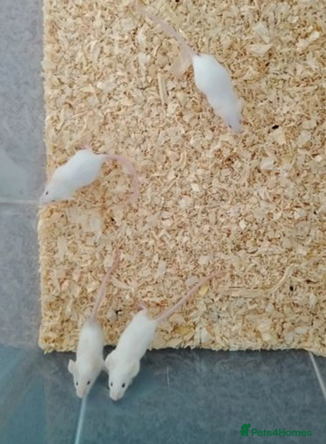 Mouse rodents for sale: Handsome baby boy mice  in Derby - Advert 2