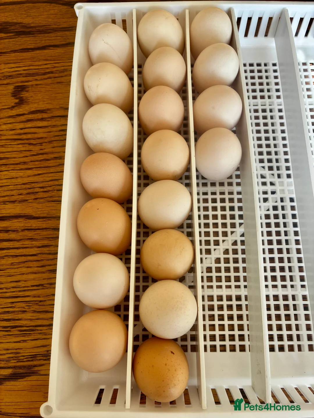 Chickens poultry for sale: Mixed Pekin Bantam Hatching Eggs  in Sturminster Newton - Advert 1