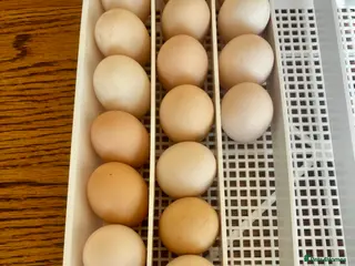 Chickens poultry Mixed Pekin Bantam Hatching Eggs - Advert 1