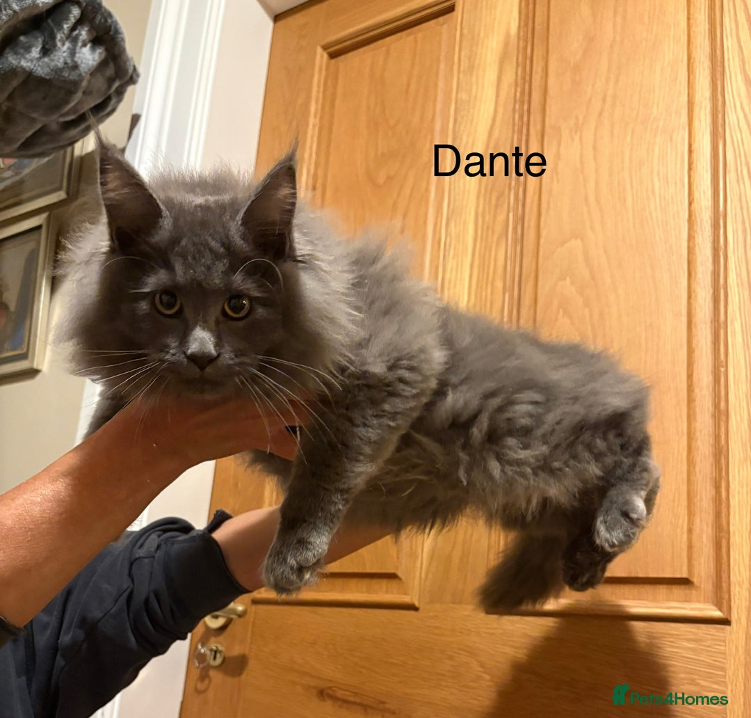Maine Coon cats for sale: Maine Coon kittens outstanding quality - Advert 6