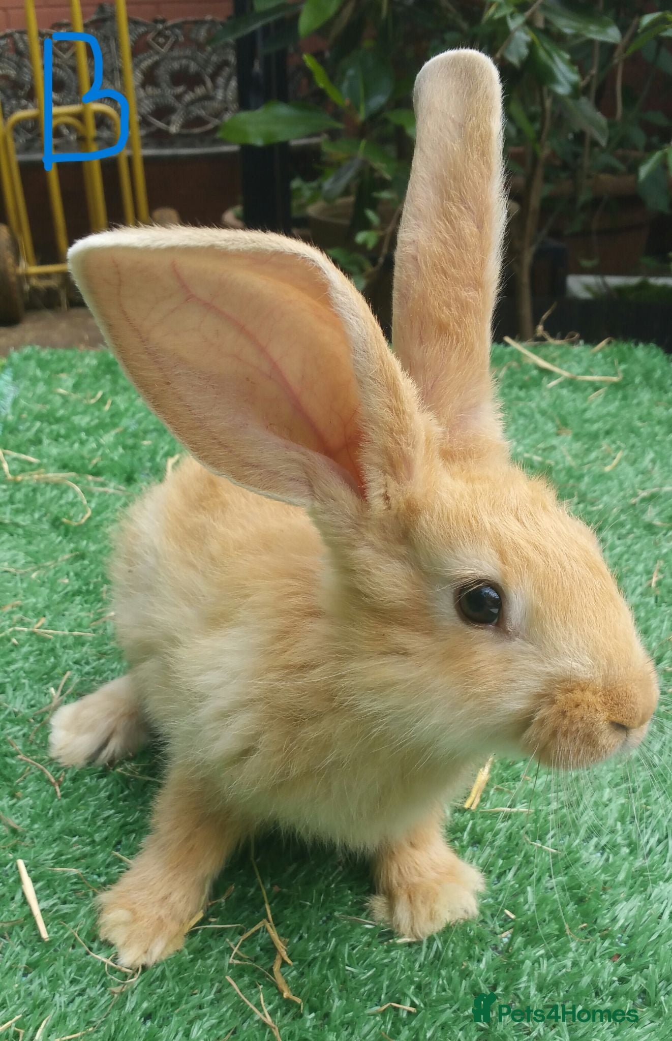 Continental Giant rabbits PURE Continental Giants VACCINATED 3 IN 1 RESERVE  - Advert 8