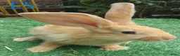 Continental Giant rabbits for sale: PURE Continental Giants VACCINATED 3 IN 1 RESERVE  - Advert 1