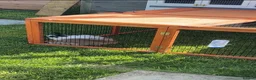 Mixed Breed rabbits for sale: Male and female rabbit - Advert 3