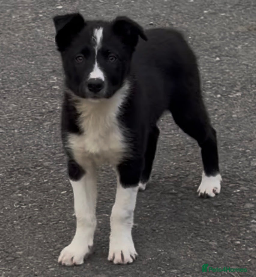 Border Collie dogs for sale: ⭐️2 Male Collie Sheepdog Pups⭐️ in Lampeter - Advert 5