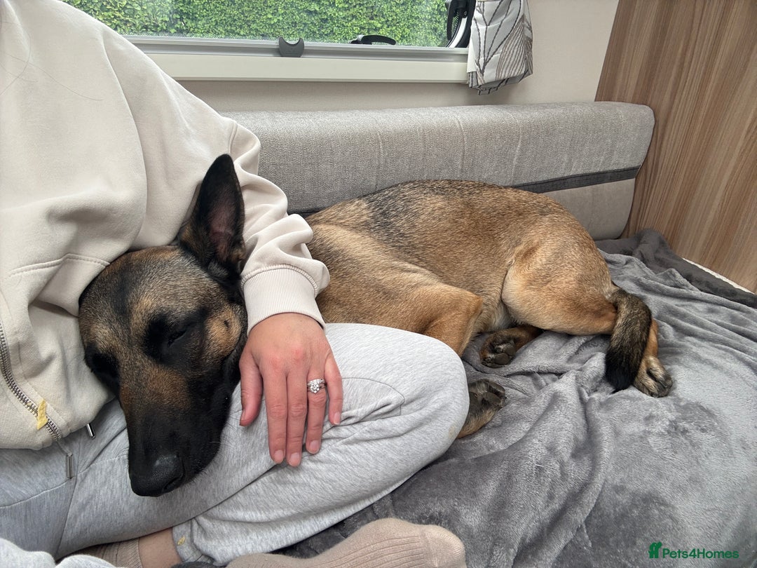 Belgian Shepherd Dog dogs for sale: 3 year old Belgian malinois  - Image 3