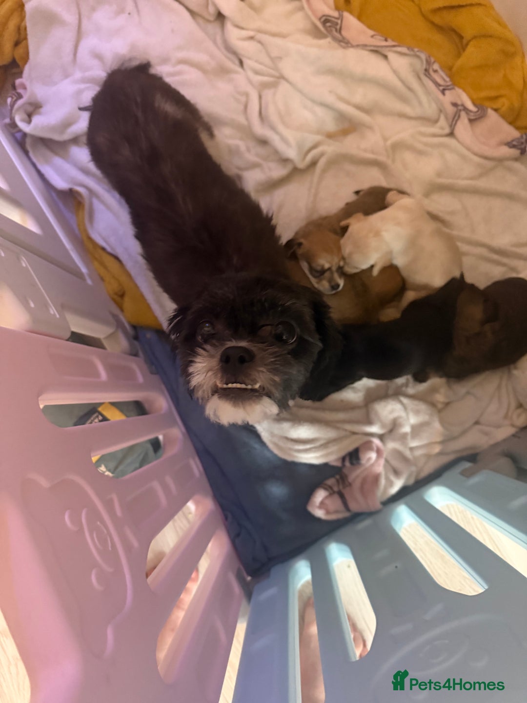 Mixed Breed dogs for sale: Schweenie pups  - Image 17