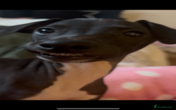 Italian Greyhound dogs for sale: Beautiful tiny Italian greyhound 11 weeks.  - Image 2