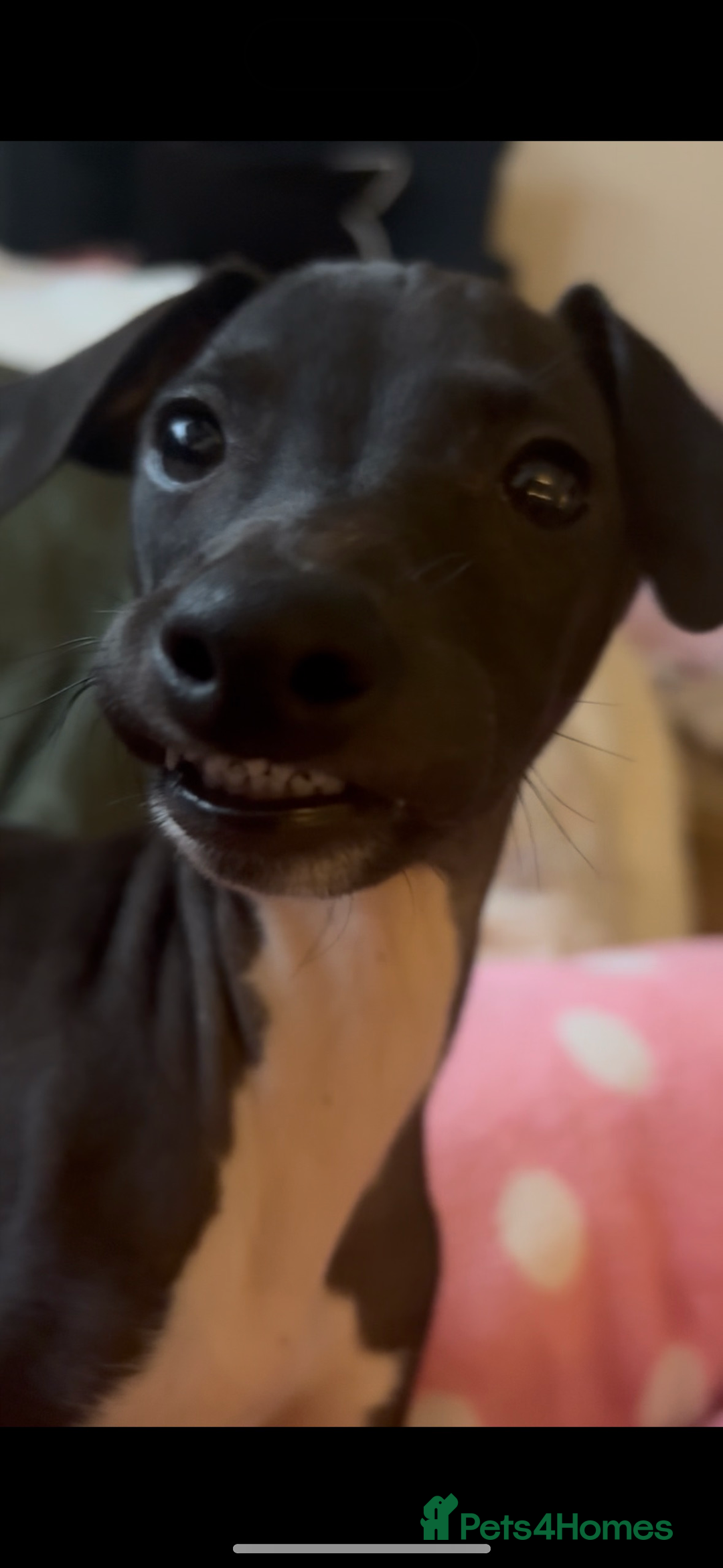 Italian Greyhound dogs for sale: Beautiful tiny Italian greyhound 11 weeks.  - Image 2