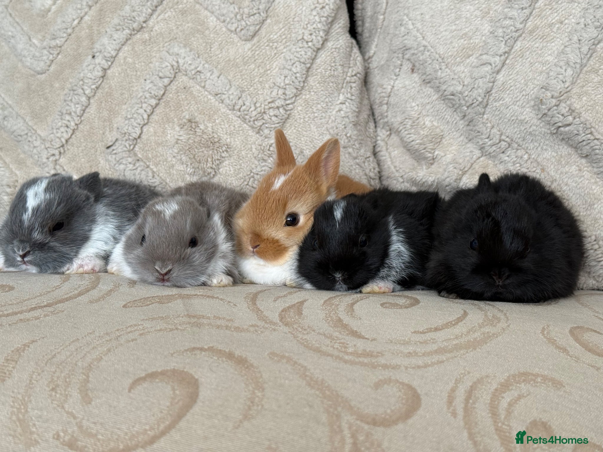 Netherland Dwarf rabbits for sale: 5 Adorable Netherland Dwarf Bunnies  🐰  - Advert 1