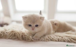 British Shorthair cats for sale: Chubby Golden Blue BSH girls - Image 21
