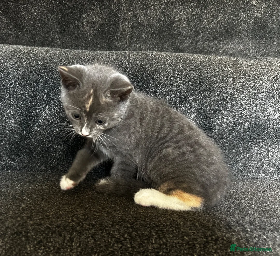 Mixed Breed cats for sale: Grey girl ready now  - Advert 6