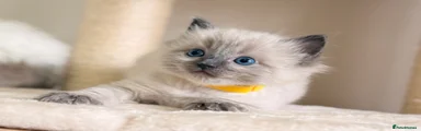 Ragdoll 2