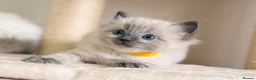 Ragdoll cats for sale: Beautiful fluffy ragdoll kittens - Advert 9