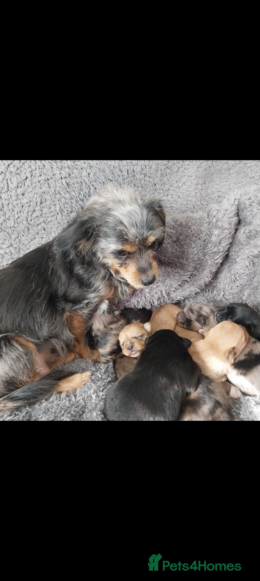 Mixed Breed dogs for sale: Pomeranian /Terrior  - Image 3