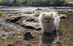 Pomeranian dogs for sale: Rehoming required for our two brothers.  - Image 2