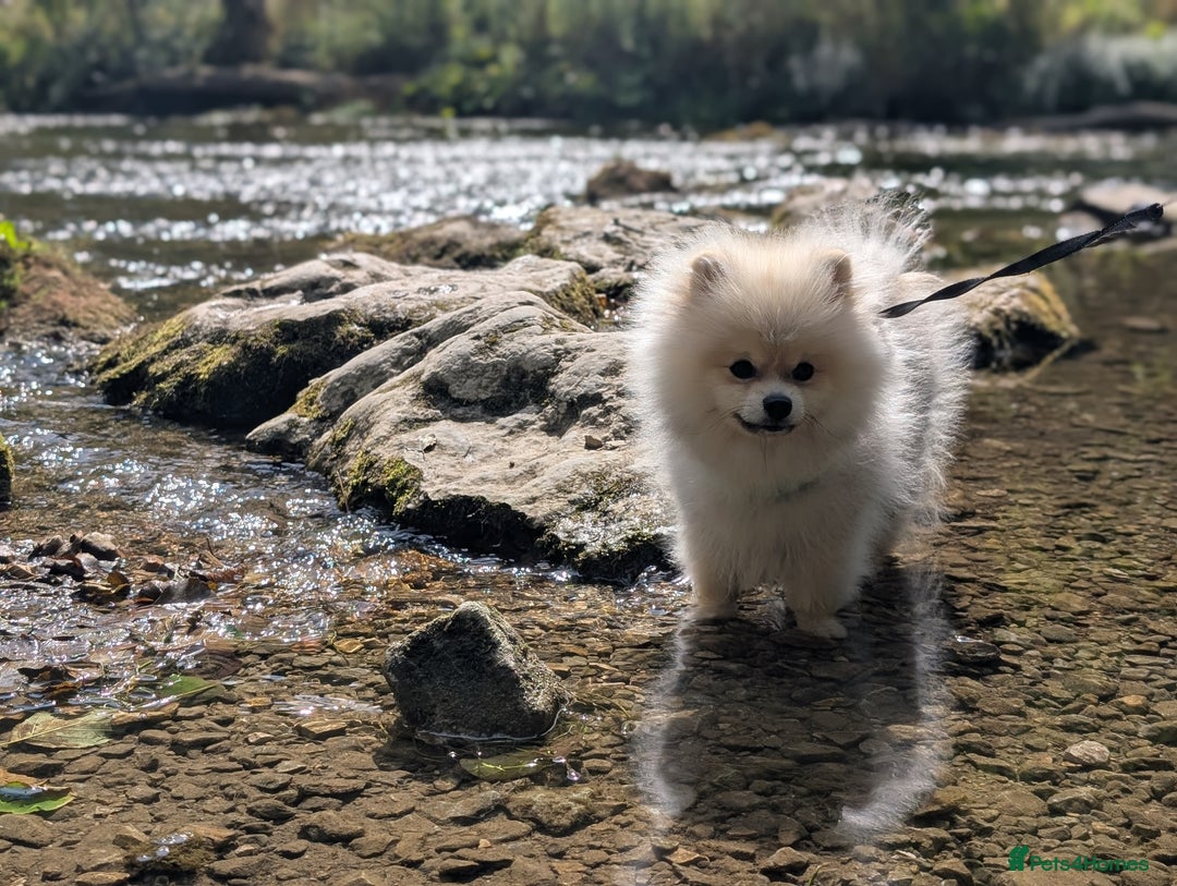 Pomeranian dogs for sale: Rehoming required for our two brothers.  - Image 2