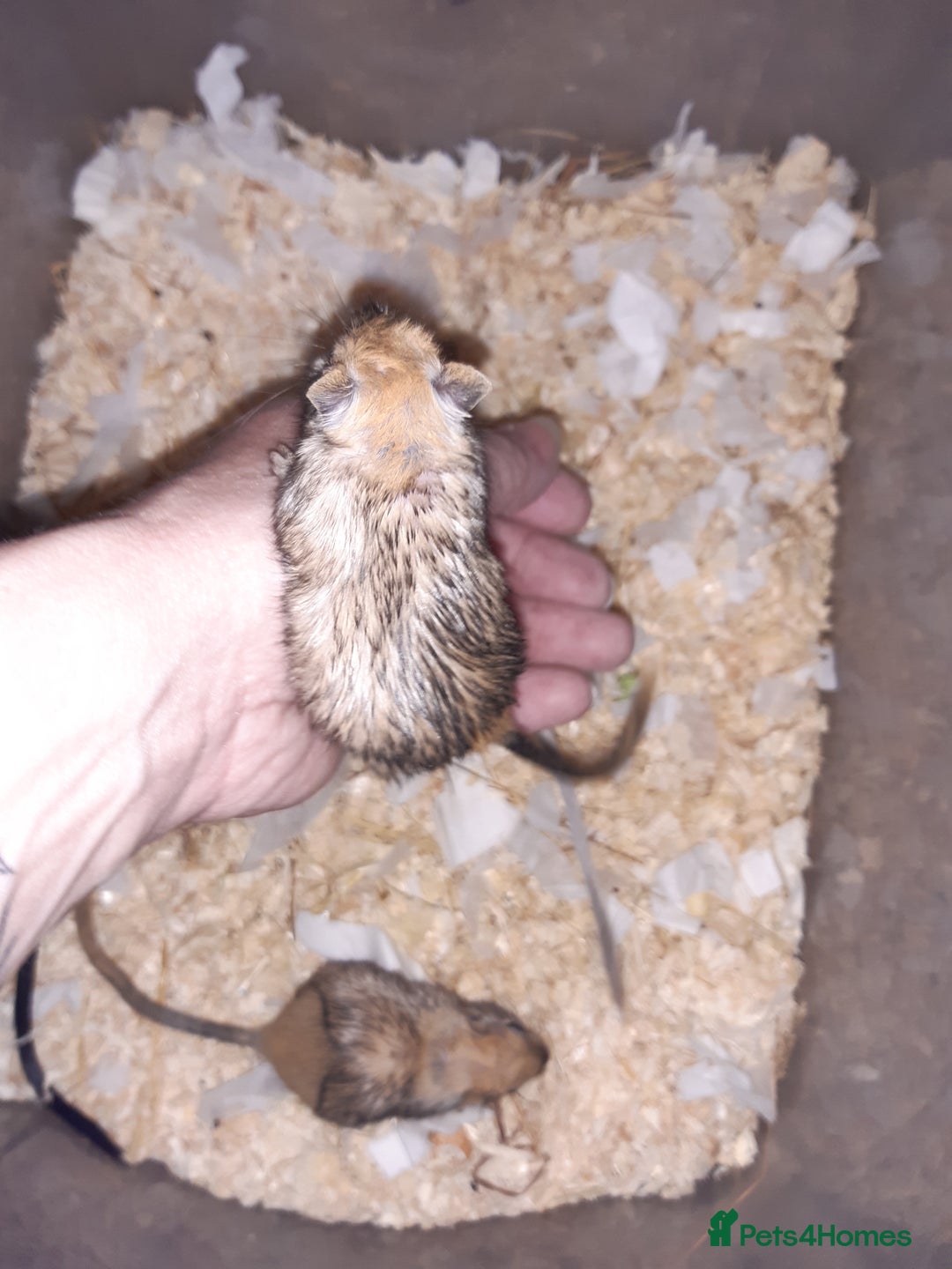 Gerbil rodents for sale: Super friendly gerbils from hobby breeder  - Image 17