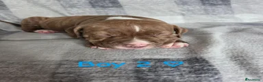 Boy 2