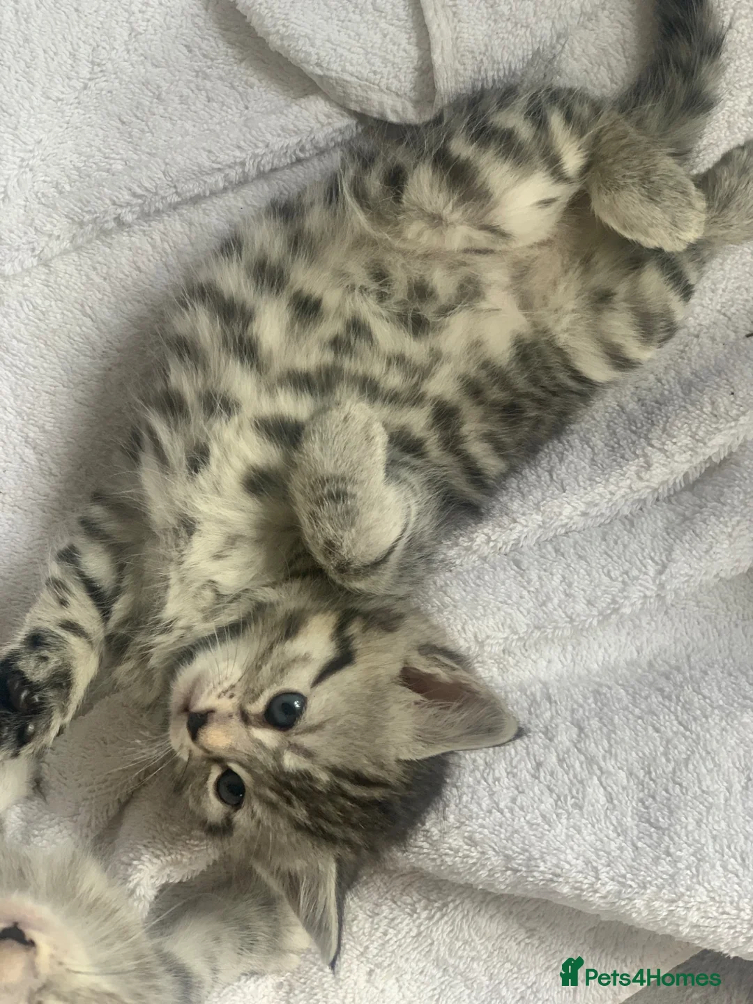 Mixed Breed cats for sale: Beautiful kittens ready end june  - Advert 2
