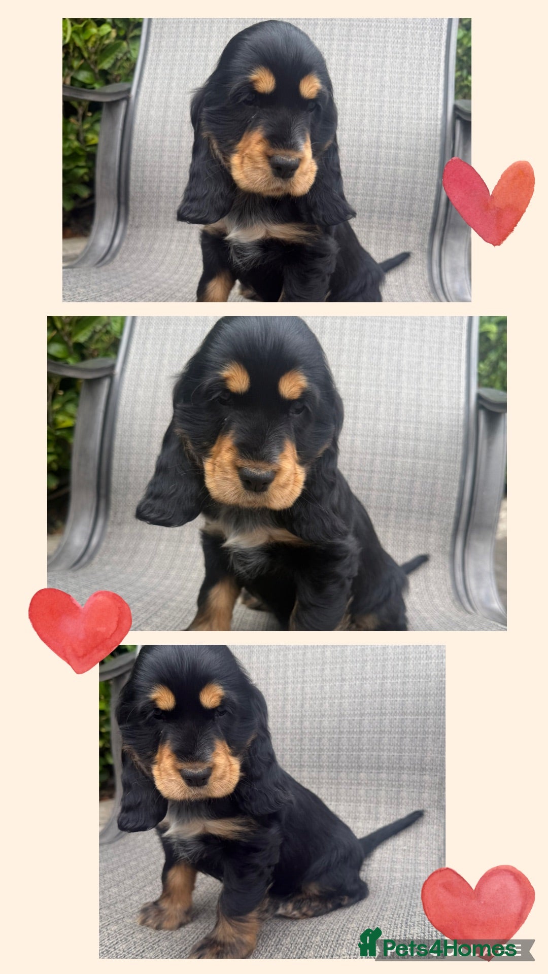 Cocker Spaniel dogs Kc reg Cocker Spaniel puppies READY NOW ! - Advert 1