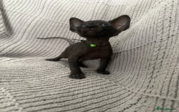 Sphynx cats for sale: Tica Beautiful Kittens Ready Soon! - Image 3