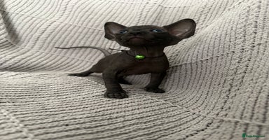 Sphynx cats - Advert 4