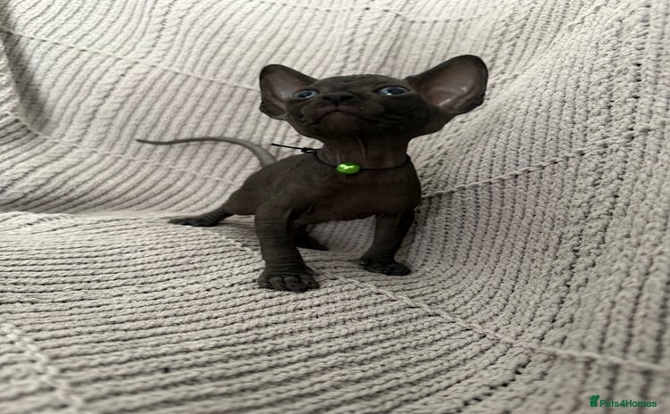 Sphynx cats - Advert 8