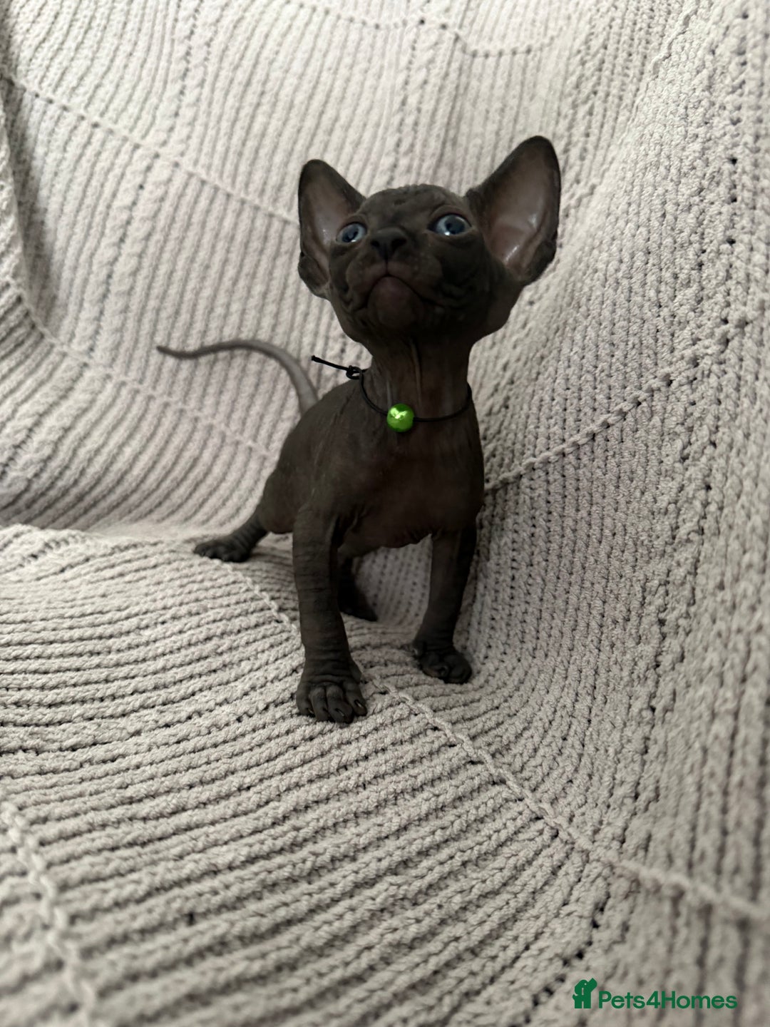 Sphynx cats for sale: Tica Beautiful Kittens Ready Soon! - Image 3