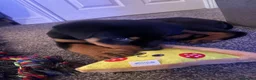 Rottweiler dogs for sale: 12 week male Rottweiler puppy - Advert 13