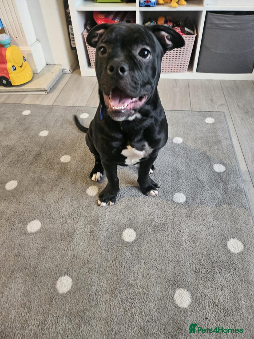 Mixed Breed dogs for sale: Wonderful dog for sale - Advert 10