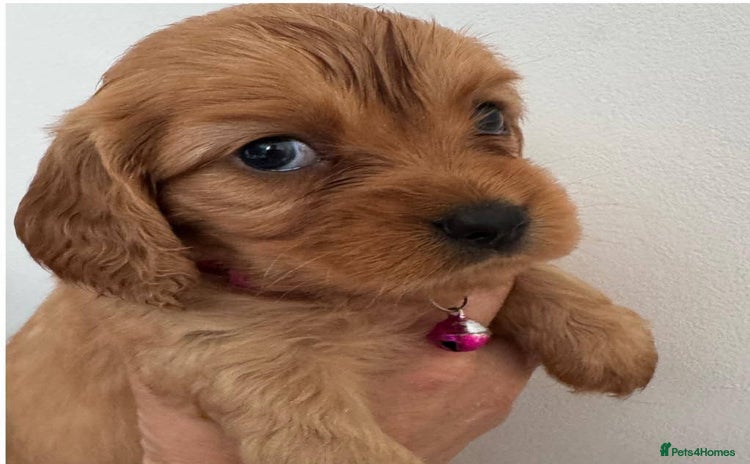 Mixed Breed dogs - Advert 1