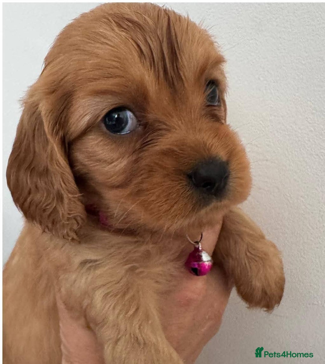 Mixed Breed dogs for sale: Cockalier puppies F1 for sale - Image 1