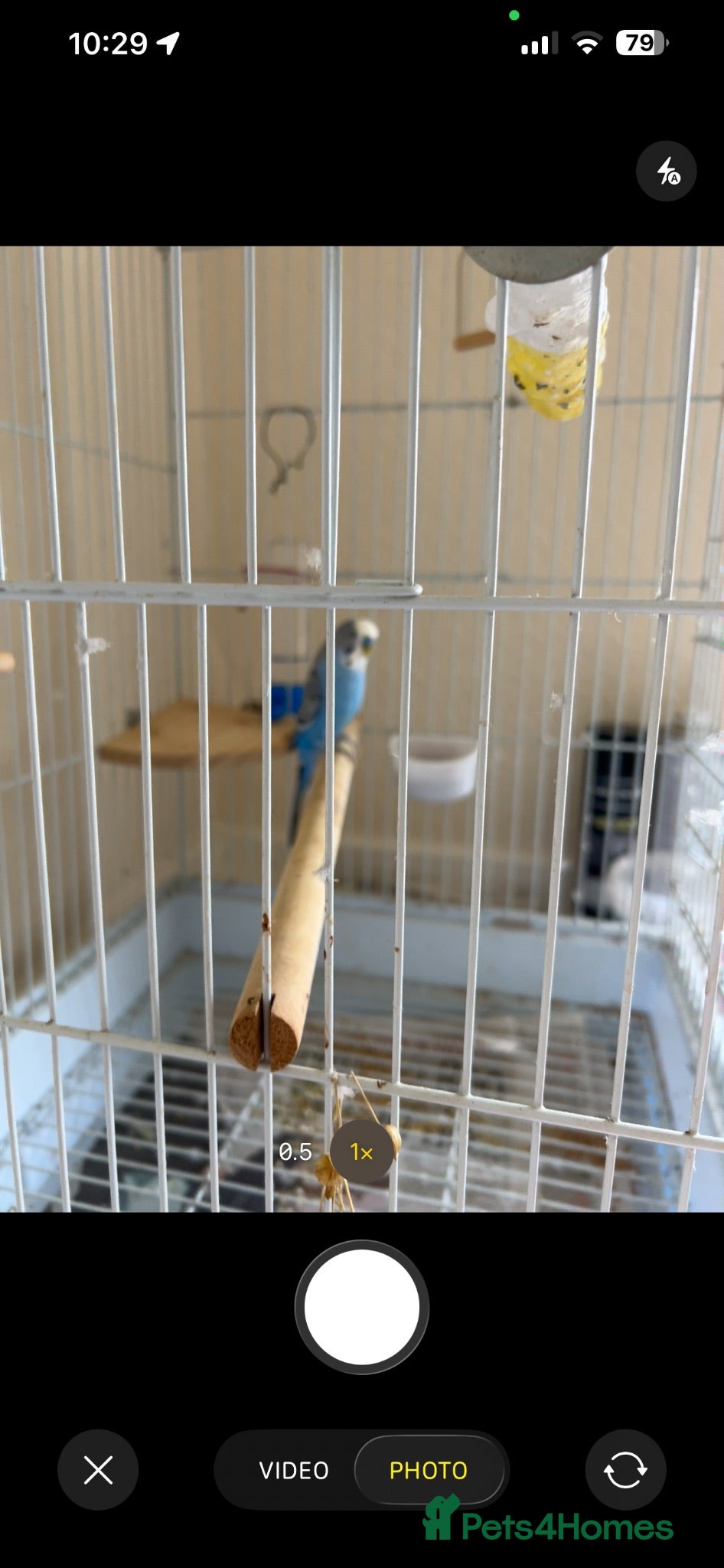 Budgerigars birds Budgie  - Advert 15