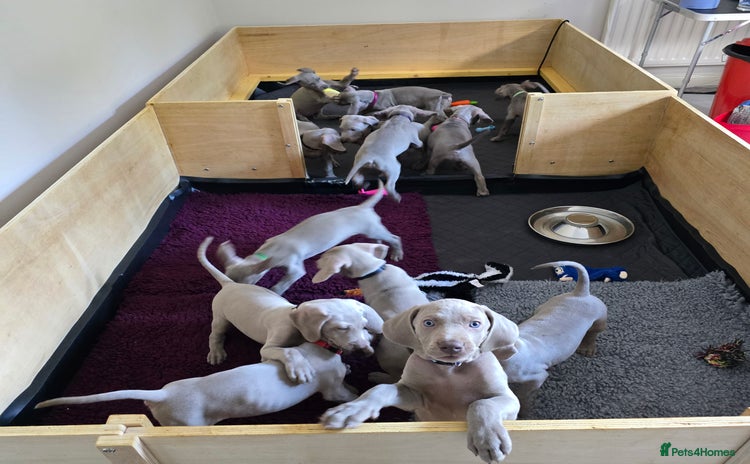 Weimaraner dogs - Advert 1