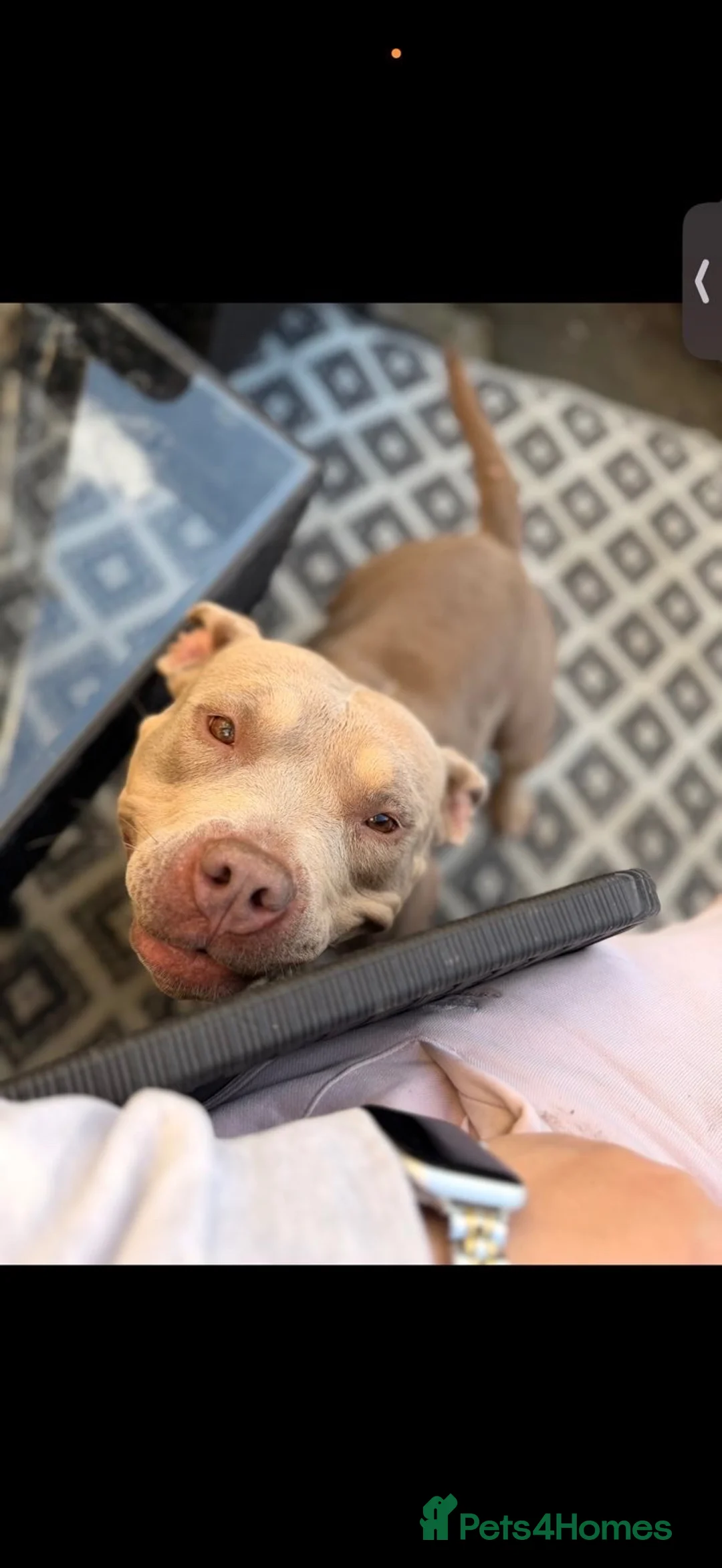 American Bully dogs for sale: Coco - 3 year old - Pocket Bully ❤️ - Advert 2