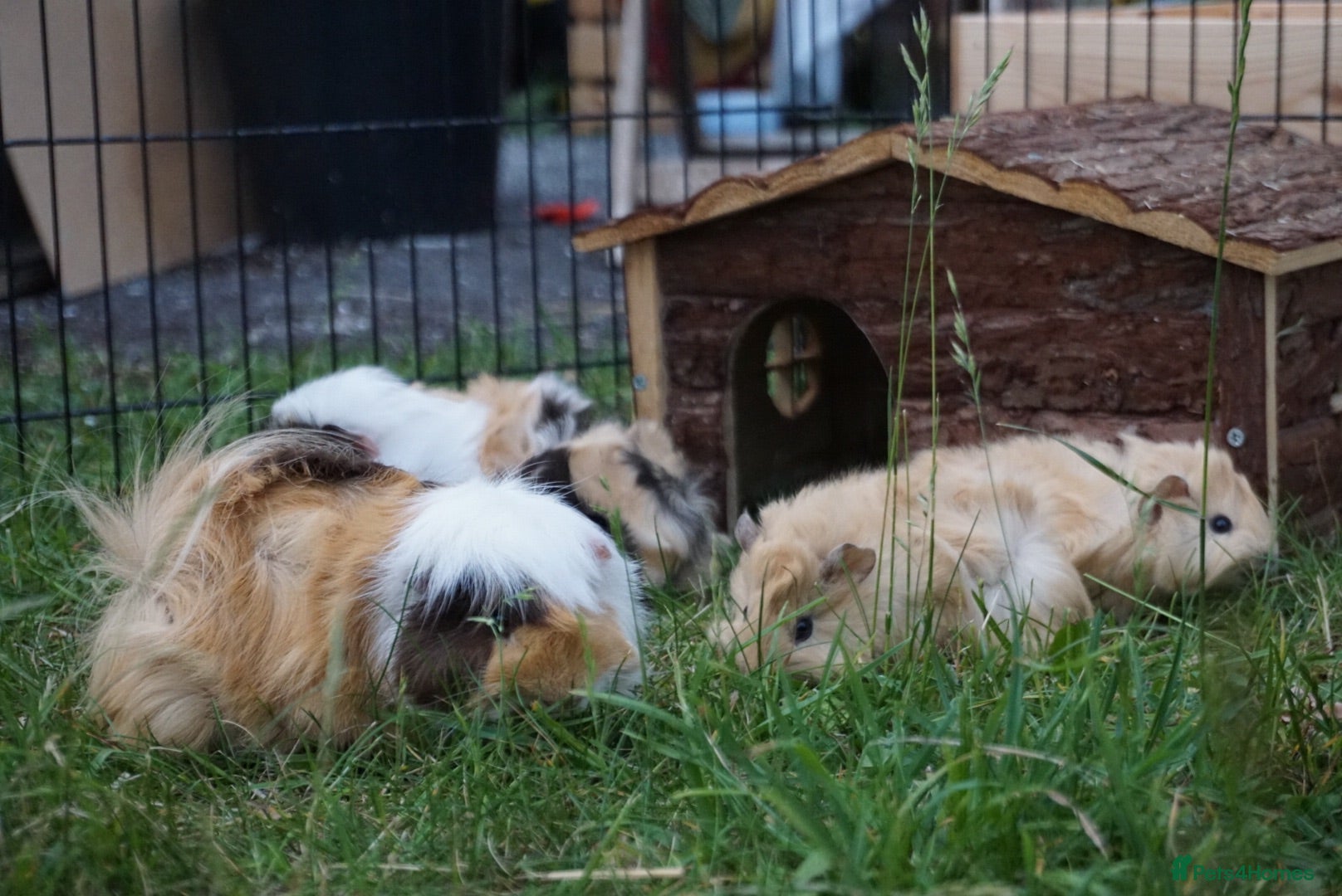 Guinea Pig rodents Two female guinea pigs - Advert 10