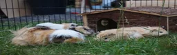 Guinea Pig rodents for sale: Two female guinea pigs - Advert 1