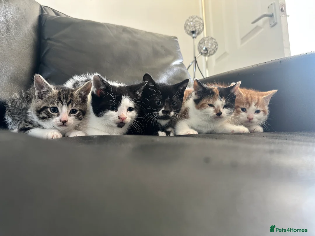 Mixed Breed cats for sale: Kittens ready now - Advert 1