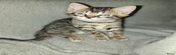 Mixed Breed cats for sale: Rare White & 3 Tabby Kittens (2m 2f) Ready 14 July in Glasgow - Advert 7