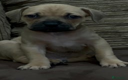 Cane Corso dogs for sale: Cane Corso Puppies for Sale - Image 12