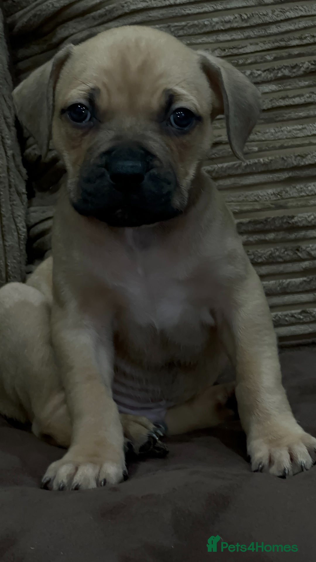 Cane Corso dogs for sale: Cane Corso Puppies for Sale - Image 12